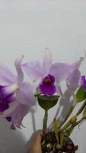 Cattleya Evansiae