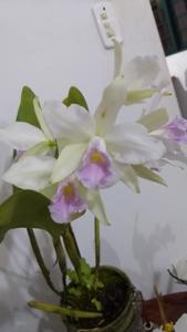 Cattleya Evansiae