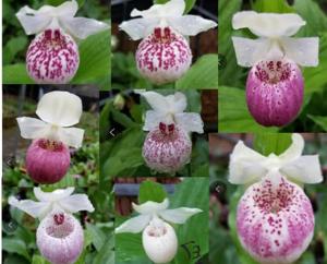 Cypripedium Ulla Silkens