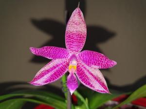 Phalaenopsis Donna Louise