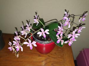 Phalaenopsis Braquestris Melmi