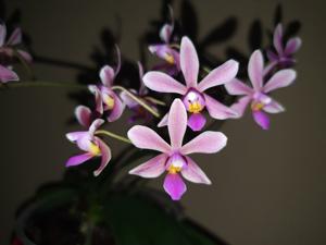 Phalaenopsis Braquestris Melmi