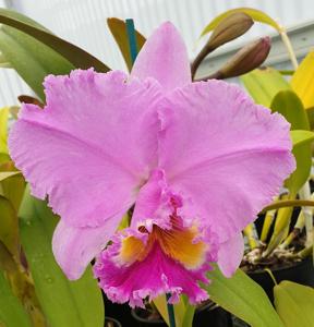 Rhyncholaeliocattleya Sylvia Fry