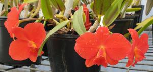 Cattleya Orpetii