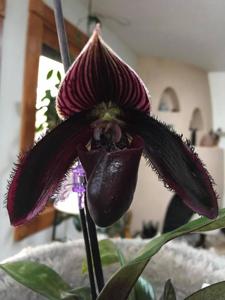 Paphiopedilum Petula's Illusion