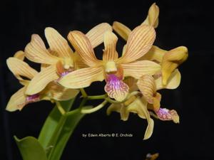 Dendrobium Exotic's Stripe