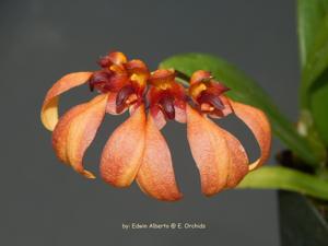 Bulbophyllum mastersianum-Meen Poison Raspberry