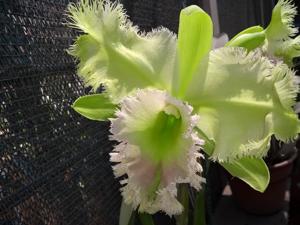Rhyncholaeliocattleya Golf Green