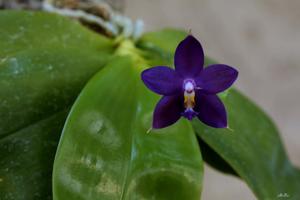 Phalaenopsis YangYang Blue Angel