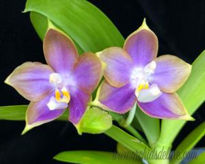 Phalaenopsis Mituo Reflex Dragon