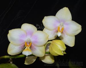 Phalaenopsis Ba-Shi Redsun