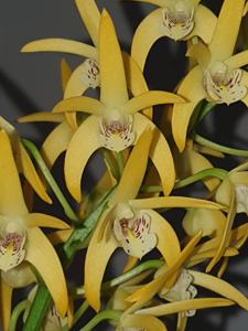 Dendrobium Australian Goldrush