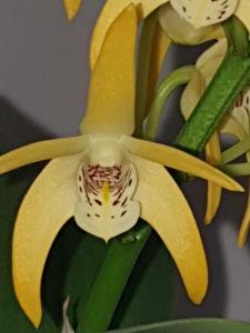 Dendrobium Australian Goldrush