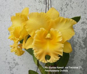 Rhyncholaeliocattleya Sunisa Kawaii