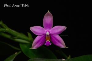 Phalaenopsis Arnel Tobia