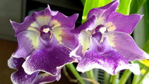 Zygonisia Murasakikomachi