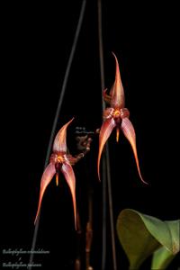 Bulbophyllum Grace Thoms