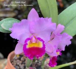 Cattleya Frank Lloyd Wright