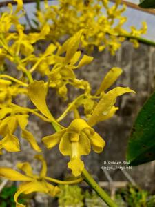 Dendrobium Goldenrod