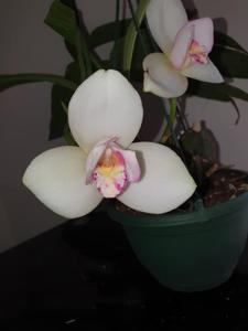 Lycaste Sunray