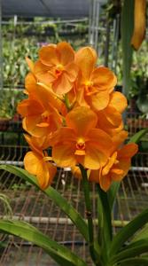 Vandachostylis Nopporn Orange Rosy