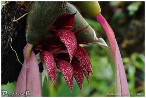 Bulbophyllum Herkules