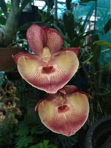 Catasetum Yum Yum Golden Sun