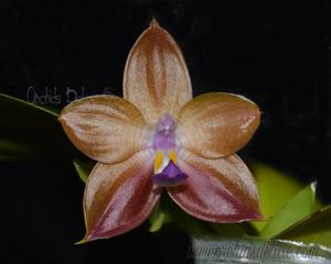 Phalaenopsis Mituo Purple Dragon