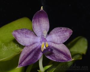 Phalaenopsis Mituo Purple Dragon