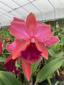 Rhyncholaeliocattleya Egyptian Queen