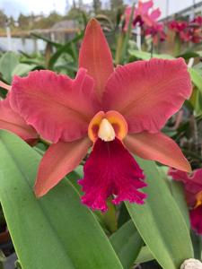 Rhyncholaeliocattleya Egyptian Queen