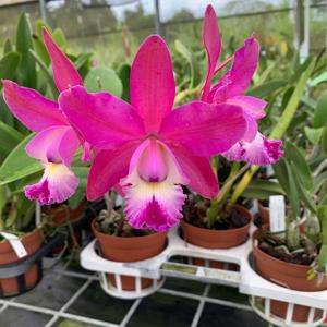 Cattleya Olenus (1904)