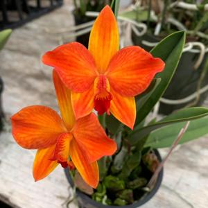 Cattleya Pole-Star