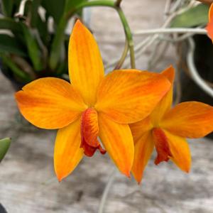 Cattleya Pole-Star