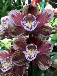 Cymbidium Wallamurra