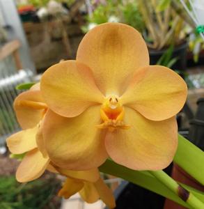 Vanda Yarnisa Gold