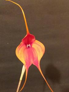 Masdevallia Marguerite