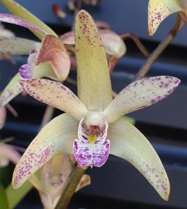 Dendrobium Speckles Sunset