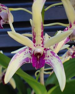 Dendrobium Speckles Sunset