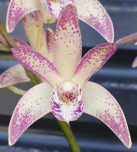 Dendrobium Speckles Sunset