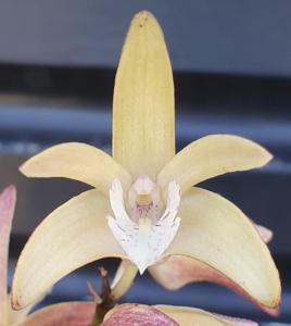 Dendrobium Speckles Sunset