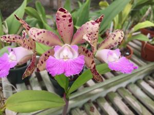 Cattleya Lulu Land