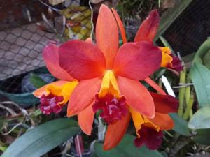 Cattlianthe Tropical Trick