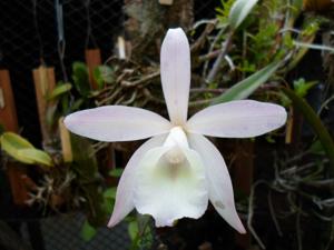 <i>Brassocattleya</i> Rudawal