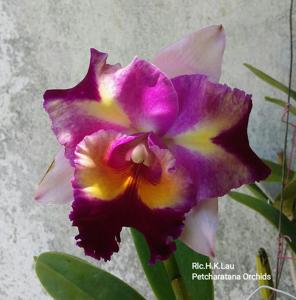 Rhyncholaeliocattleya H. K. Lau