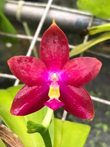 Phalaenopsis Pylo's Dragon Fire