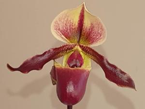 Paphiopedilum Mazurka