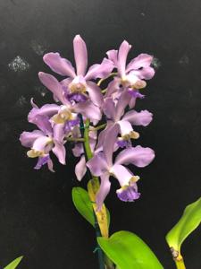 Cattleya Gaudii