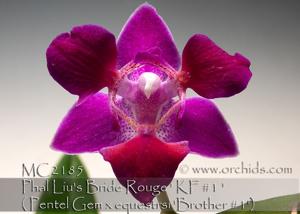 <i>Phalaenopsis</i> Liu's Bride Rouge