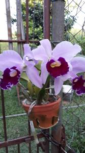 Cattleya Cornelia (1893)